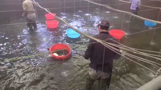 El pez globo, un lujo asiático en China