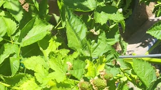 Growing Blackberries in containers