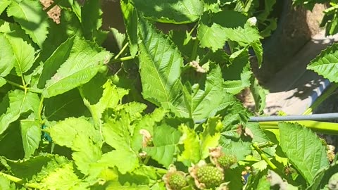 Growing Blackberries in containers