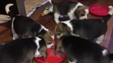 Beagles from Cornerhouse