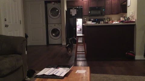 Clever Dog Has Drink Delivery Routine Down Pat