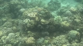 Snorkeling Adventures Philippines. The reef is growing fast, so many nice corals and blue fish