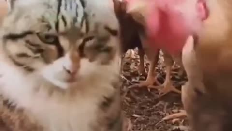 Funny Animal Videos Of The Day 2