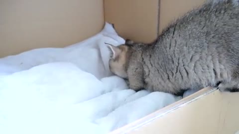 Daddy cat Coco meets baby kittens for the first time