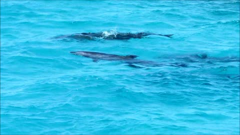 Swimming with wild dolphins in Egypt.