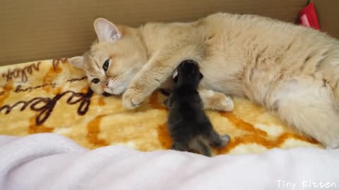 Baby kitten is calling mother cat