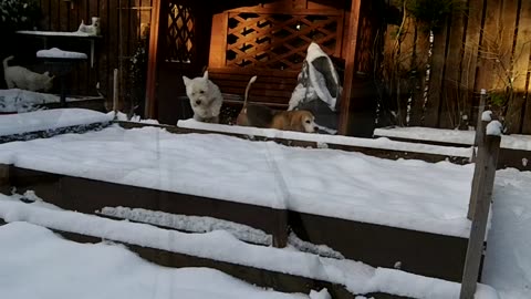 Doggie Diaries #26 - let it snow