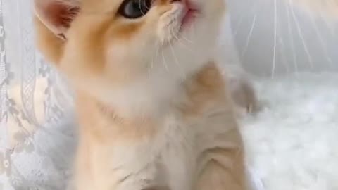 Cute baby animals Videos