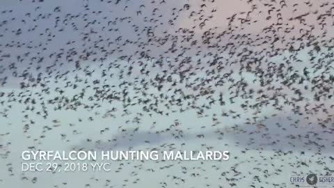 Gyrfalcon hunts Mallards 2018