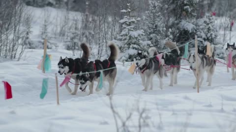 Walk through the winter forest on a sleigh in a harness of husky dogs