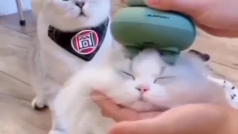 Funny pets video