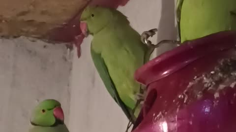 How to make setup house ringnack Parrot