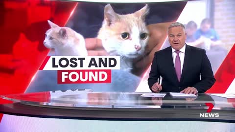 Missing Melbourne cat returns home after 12 years _ 7NEWS