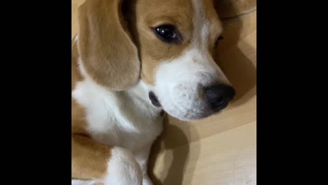 The cuteness of a Beagle.