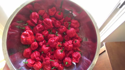 Carolina Reaper hot peppers