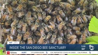 Inside the San Diego Bee Sanctuary