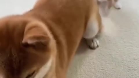 #trending Small Cat Playing With Big Dog Shibe #shorts #tiktokdogs Cute Dog