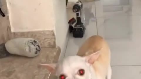 Funny angry dog