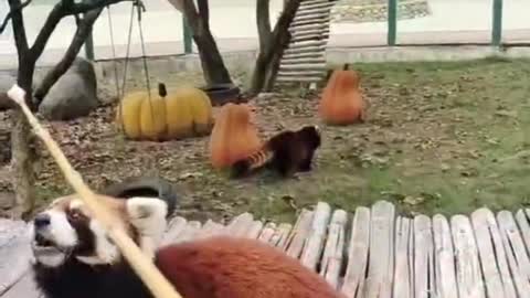 red pandas