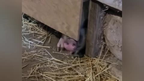 Funniest animals Compilation Videos to watch