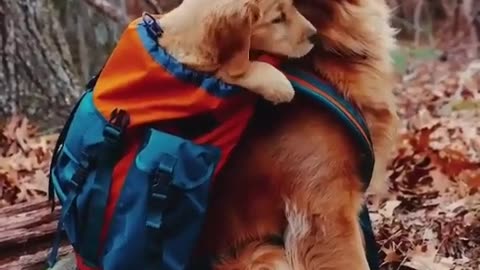 Dog friendship videos