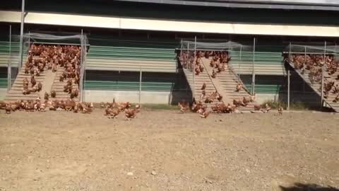 Farmers in New Zealand Show Us How A Chicken Farm Should Look Like
