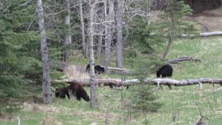 Black Bears