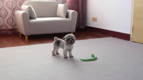 How does a puppy react when it sees a snake on the move