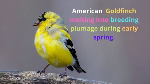 American Goldfinch song molting into breeding plumage during early spring
