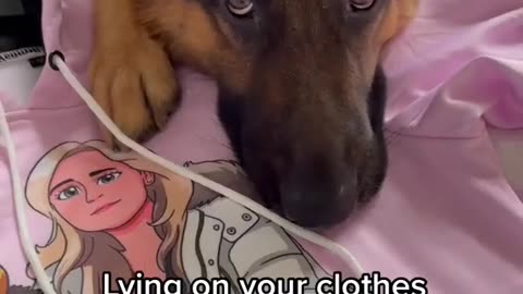 Holding eye contact/!.> Very Funny Video/!.> Funny Dog Video..>