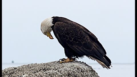 Hunting Eagle with a Broken Beak Photo Essay featuring Monkey Wrench by Paul Clifford