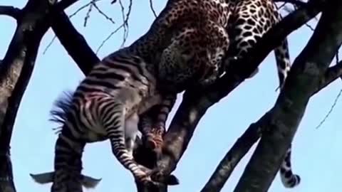 Leopard climb trees for a meal