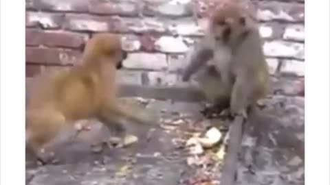 Monkeys vs dogs