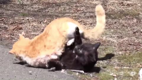 Funny cat fighting