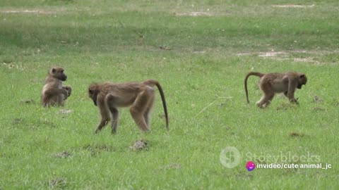 Golden Baboons of Zambia: Masters of Ingenuity