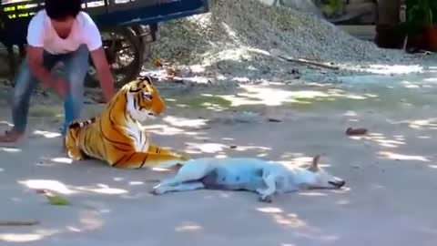 Most Funniest Dog Prank. Dog Funny Tiger Prank. Most Funniest animal videos.