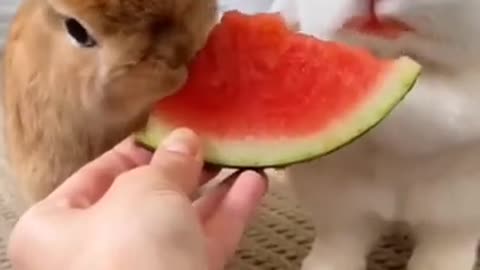 Cute Bunny eating watermelon