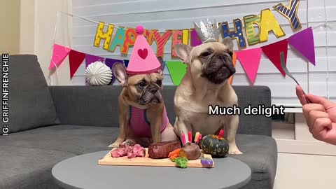 My French Bulldog’s AWESOME Birthday Party 🎂
