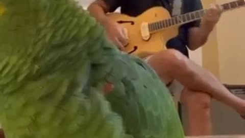 SILLY PARROT🤣STRUTTING HIS STUFF TO THE GUITAR