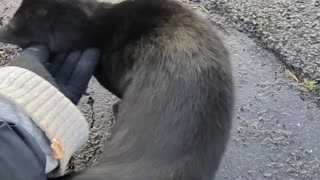 Silver vine powder on the finger of a glove.