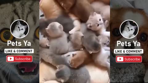Baby Cats 💗 Cute and Funny kittens Videos Compilation - Awww 💗 #27 - Pets Ya