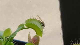 Venus Flytrap vs Wasp