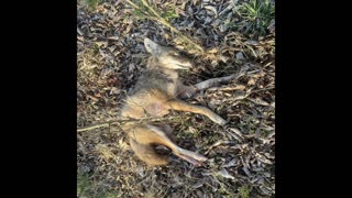 Ohio Coyote Thermal Kill #111