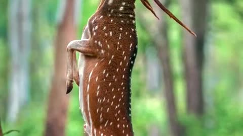 Sika deer stand up to eat leaves to explore nature