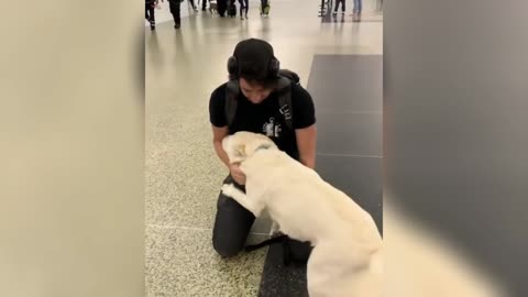 Heartwarming Hounds: Unbelievable Moments of Dog Welcomes that Will Melt Your Soul!