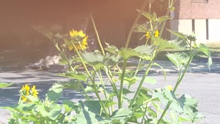 A beautiful yellow swallowtail on a sunflower