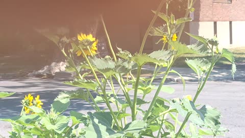 A beautiful yellow swallowtail on a sunflower