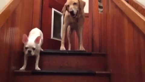 Big brother shows scared puppy how to use stairs