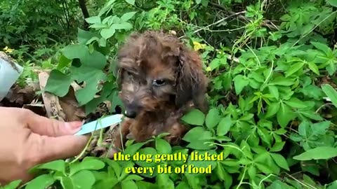 Woman Finds A Tiny, Sick Puppy On The Street