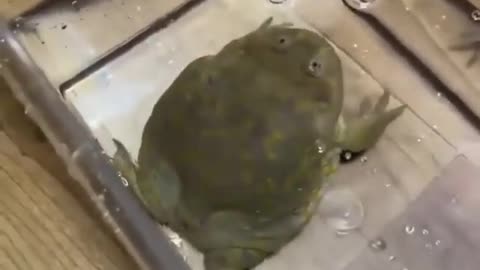 Loud Toad